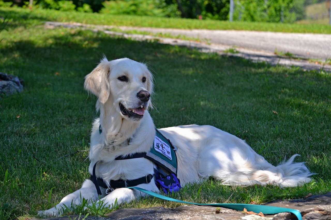 service dog, dog, golden retriever-2098366.jpg